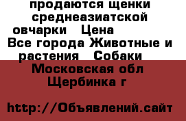 продаются щенки среднеазиатской овчарки › Цена ­ 30 000 - Все города Животные и растения » Собаки   . Московская обл.,Щербинка г.
